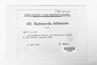 Aplosporella dothideoides image
